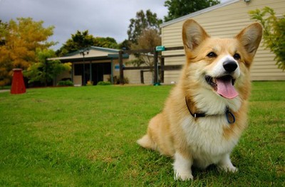 Corgi_1_1_1.jpg