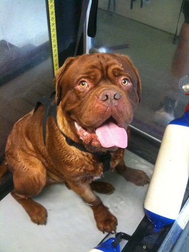 Diesel_the_Bordeaux_2.jpg