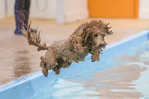 Evie_jumping_in_pool.jpg