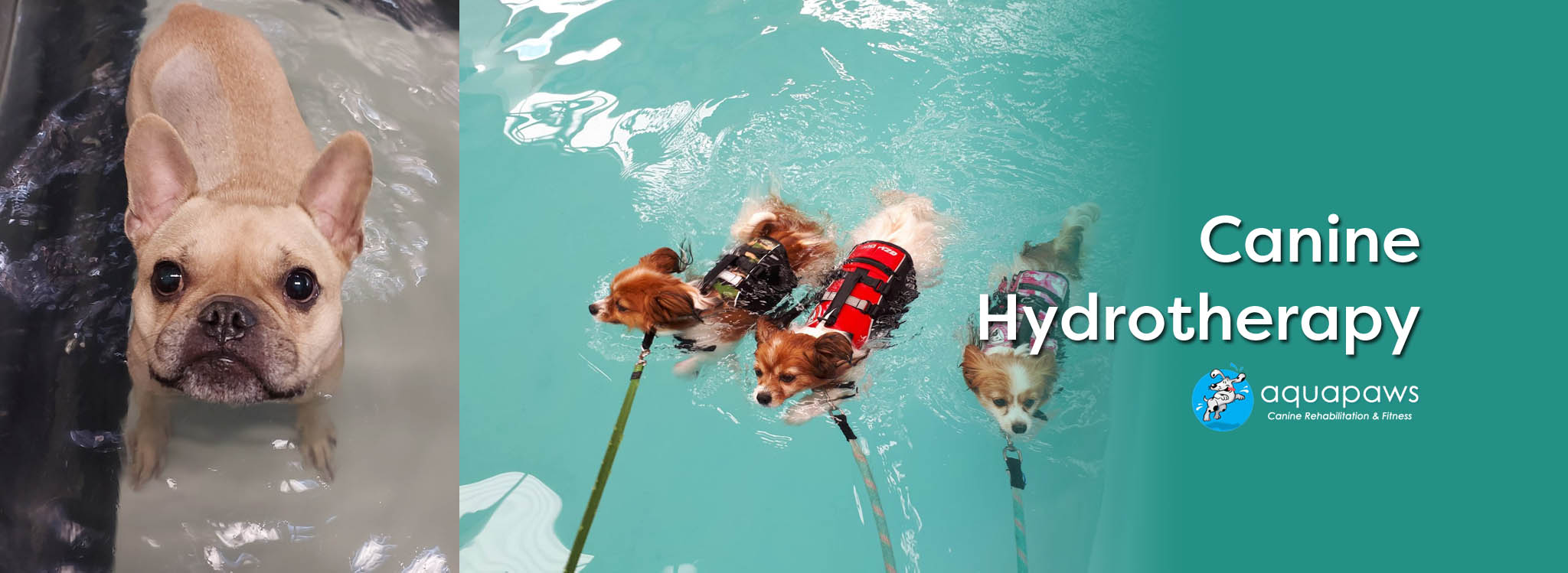 Canine Hydrotherapy