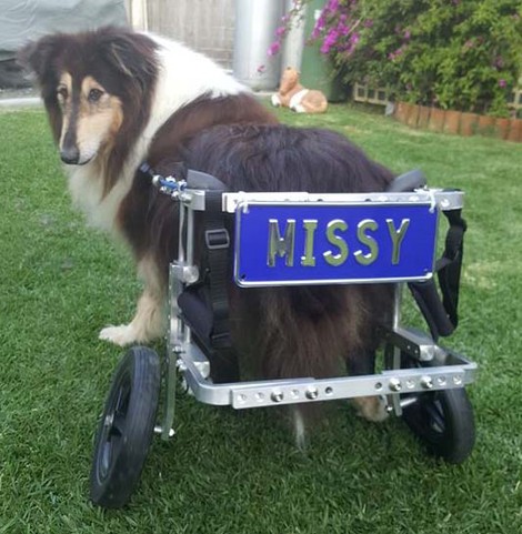 Wheelchair_missy_2.jpg