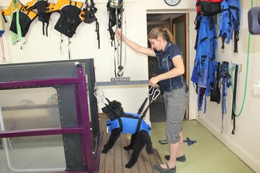 Ziggy_in_treadmill_1.jpg