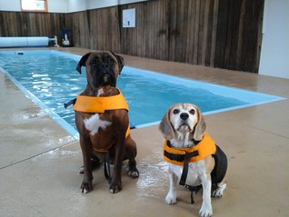 aquapaws-doggies.jpg