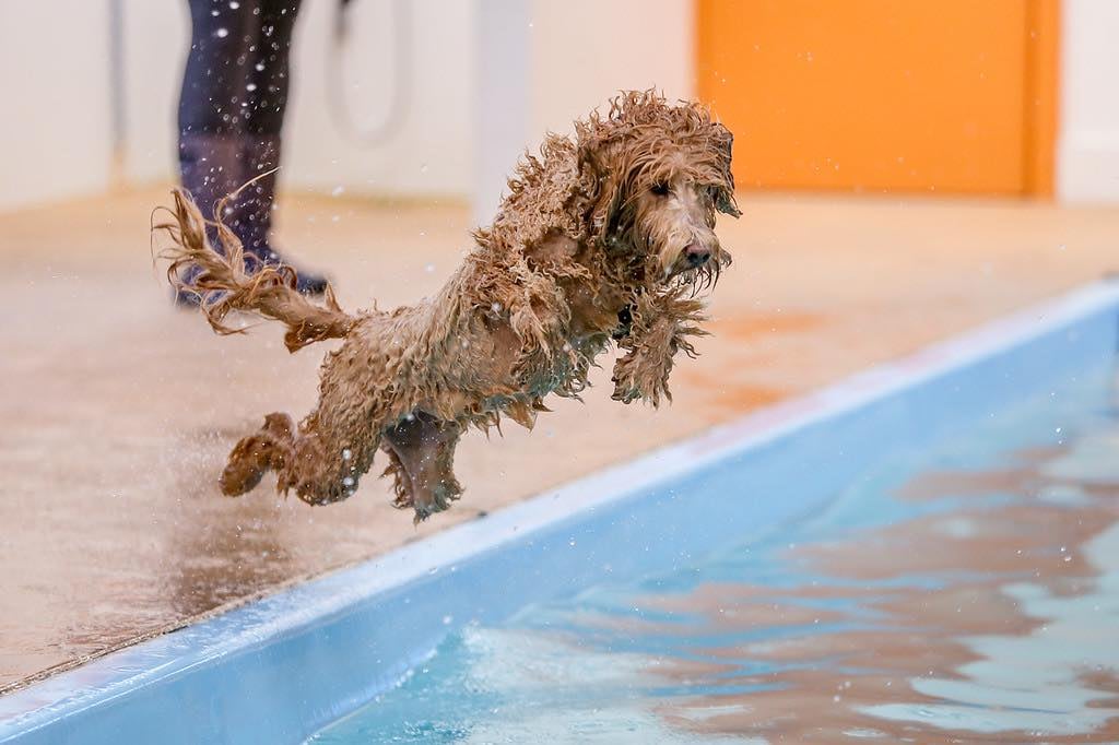 dog-jumping-pool.jpg