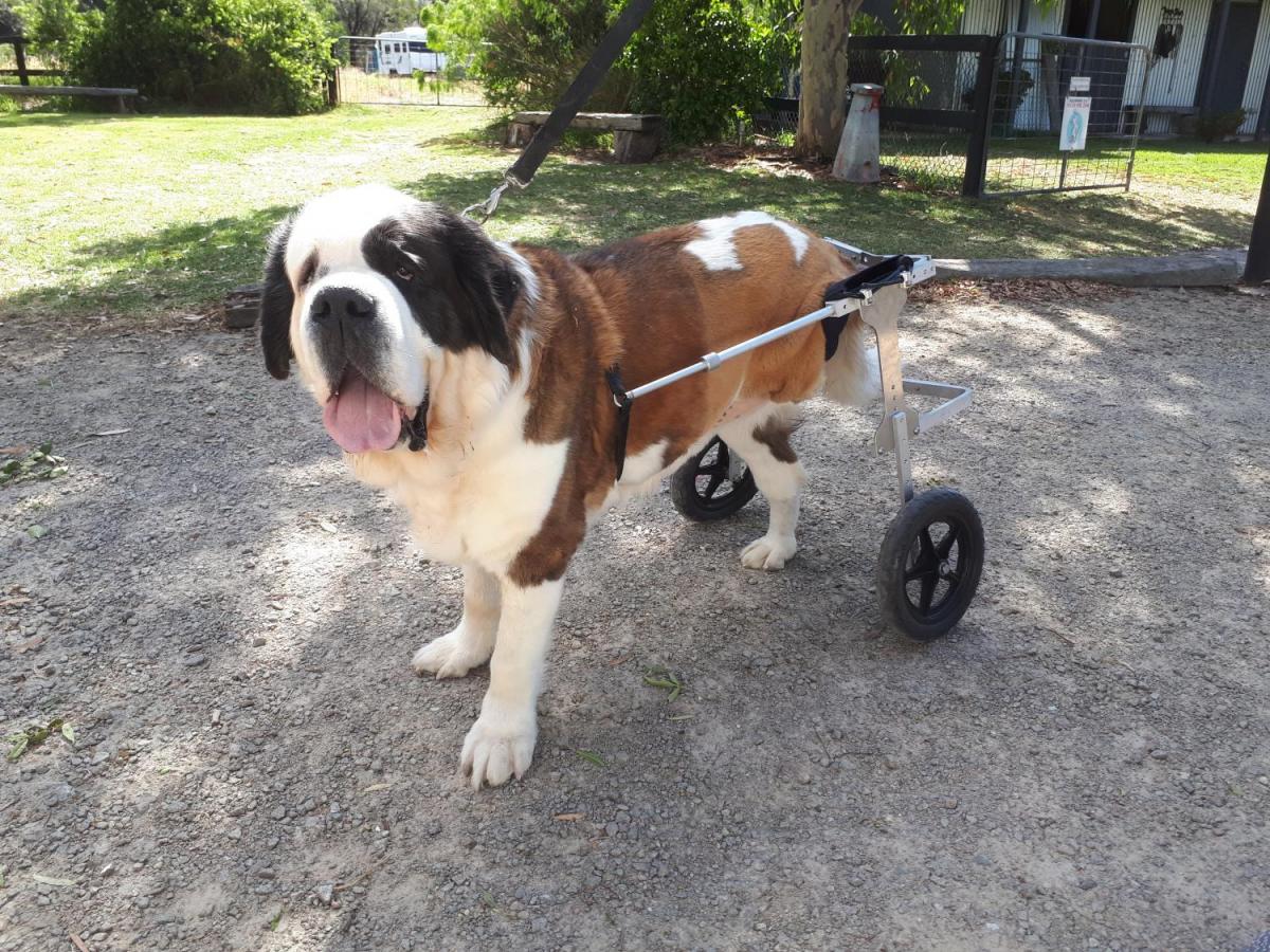 Dog Wheelchair Extra Large