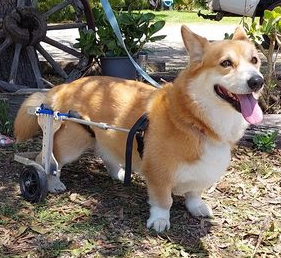 Aussie Dog Wheelchairs for Corgies