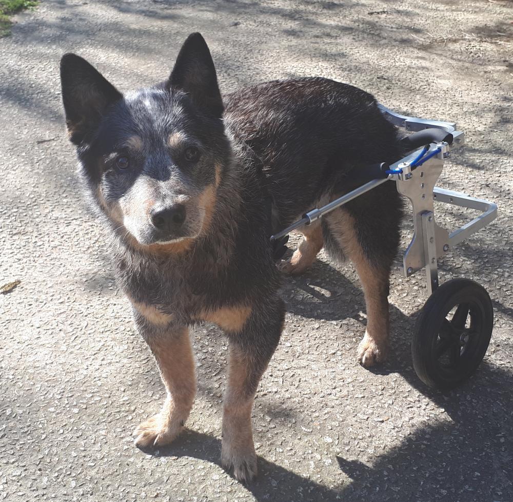 Aussie Dog Wheelchairs Medium