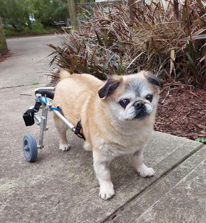 Aussie Dog Wheelchairs Small