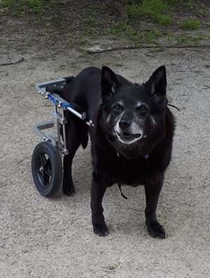 Aussie Dog Wheelchairs Small-Medium