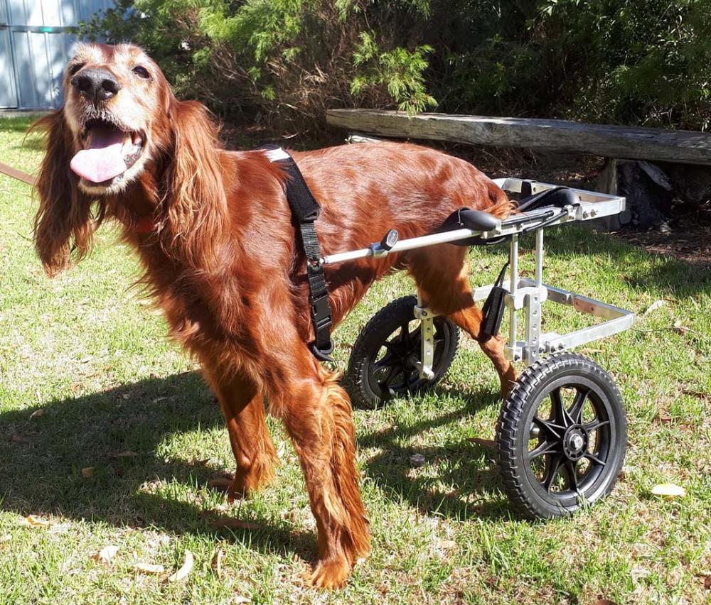 Aussie Dog Wheelchairs Large